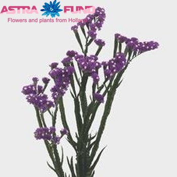 Limonium sinuatum Purple Wings photo