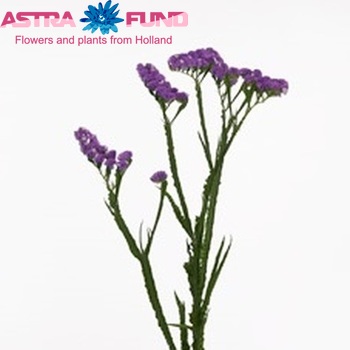 Limonium sinuatum Rhine Birds Foto