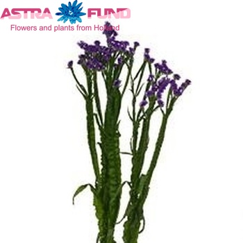 Limonium sinuatum River Wings фото