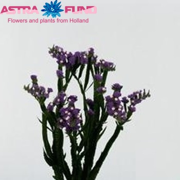 Limonium sinuatum Royal Wings photo