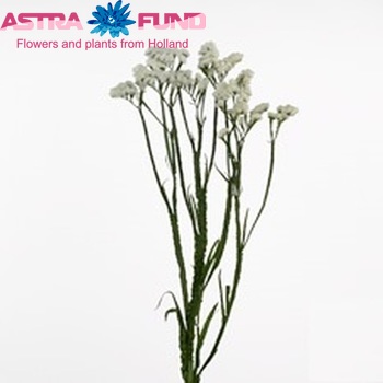 Limonium sinuatum Silvery Sun Birds zdjęcie