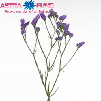 Limonium sinuatum Sinuet Blue Impulse foto