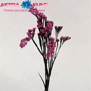 Limonium sinuatum 'Sinuet Dark Pink' photo