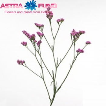 Limonium sinuatum Sinuet Eternal Pink zdjęcie