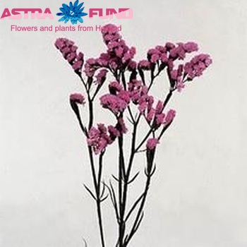 Limonium sinuatum 'Sinuet Pink' foto