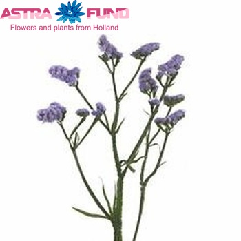 Limonium sinuatum 'Sinuet Violet' zdjęcie