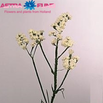 Limonium sinuatum Snow Birds photo