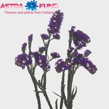 Limonium sinuatum Velvet Wings photo