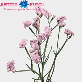 Limonium sinuatum 'Violet Birds' Foto