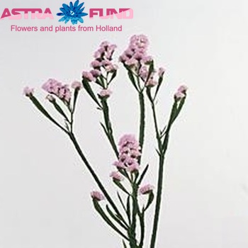 Limonium sinuatum Viva Birds фото