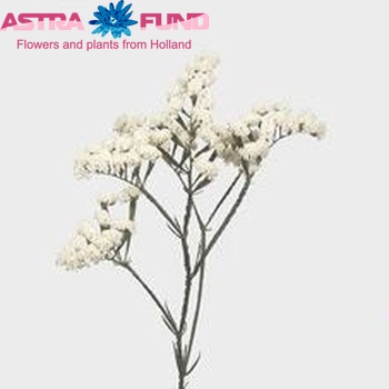 Limonium sinuatum 'White Birds' photo