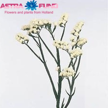 Limonium sinuatum White Starlight Wings foto