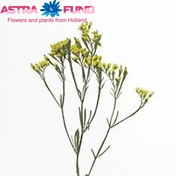 Limonium sinuatum 'Yellow Gold Star' foto