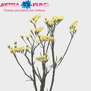 Limonium sinuatum Yellow Wings foto