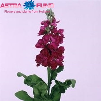 Matthiola 'Centum Carmine' Foto