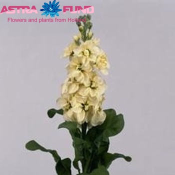 Matthiola 'Centum Cream' Foto