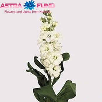 Matthiola incana Aida White Foto