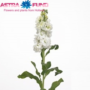 Matthiola incana 'Cheerful White' Foto