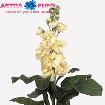 Matthiola incana 'Fantasy Yellow' Foto