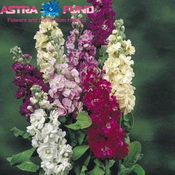 Matthiola incana gemengd Foto