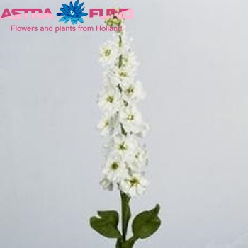 Matthiola incana 'Lucinda White' Foto