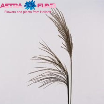 Miscanthus sinensis 'Malepartus' foto