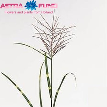 Miscanthus sinensis 'Zebrinus' foto