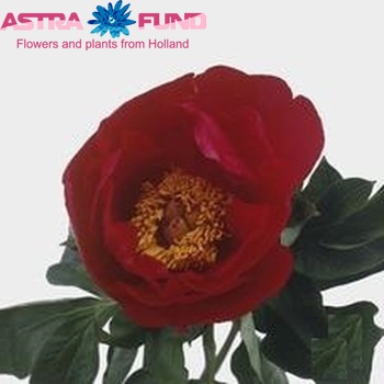 Paeonia 'Blaze' Foto