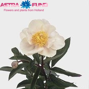 Paeonia 'Claire de Lune' Foto