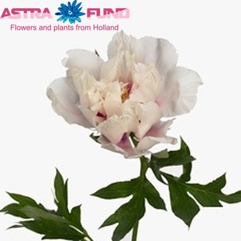 Paeonia 'Cora Louise' Foto