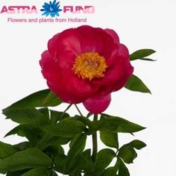 Paeonia 'Cytherea' Foto