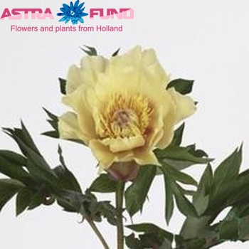 Paeonia 'Garden Treasure' Foto