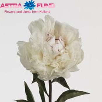 Paeonia lactiflora 'Couronne d' Or' zdjęcie