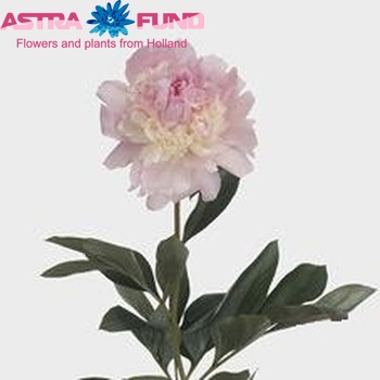 Paeonia Lactiflora Grp 'Angel Cheeks' Foto