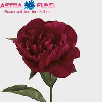 Paeonia Lactiflora Grp 'Big Ben' foto