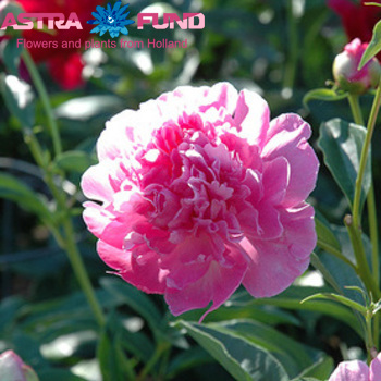 Paeonia Lactiflora Grp 'Bouquet Perfect' zdjęcie