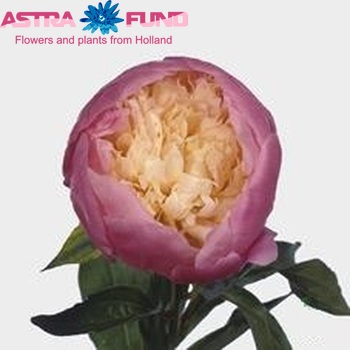 Paeonia Lactiflora Grp 'Чаша краси' фото