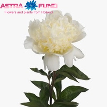 Paeonia Lactiflora Grp 'Bridal Shower' Foto