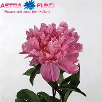 Paeonia Lactiflora Grp 'Bunker Hill' foto