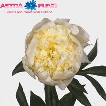 Paeonia Lactiflora Grp 'Charley's White' foto