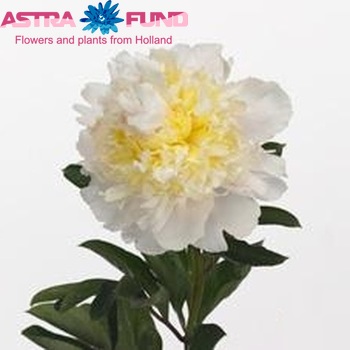 Paeonia Lactiflora Grp 'Cheddar Cheese' photo