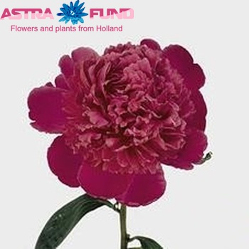 Paeonia Lactiflora Grp 'China Ice' Foto