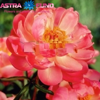 Paeonia Lactiflora Grp 'Coral Beach' foto