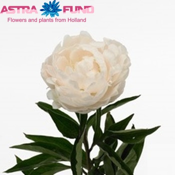 Paeonia Lactiflora Grp 'Crystal Beauty' Foto