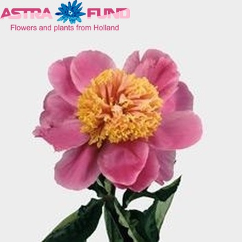 Paeonia Lactiflora Grp 'Doreen' foto