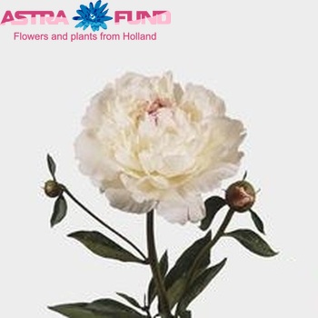 Paeonia Lactiflora Grp 'Festiva Maxima' Foto