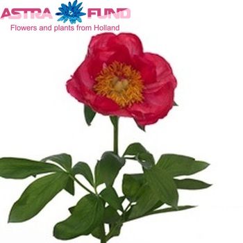 Paeonia Lactiflora Grp 'Flame' Foto