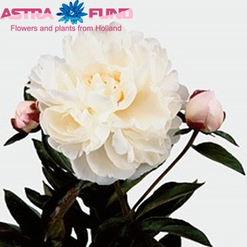 Paeonia Lactiflora Grp 'Gardenia' foto