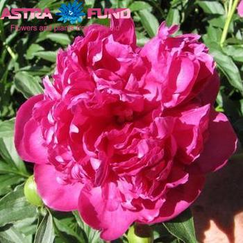 Paeonia Lactiflora Grp 'General MacMahon' Foto