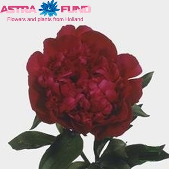 Paeonia Lactiflora Grp 'Inspecteur Lavergne' photo